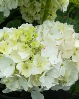 Schwan - Hydrangea macrophylla (Fleurs rondes)