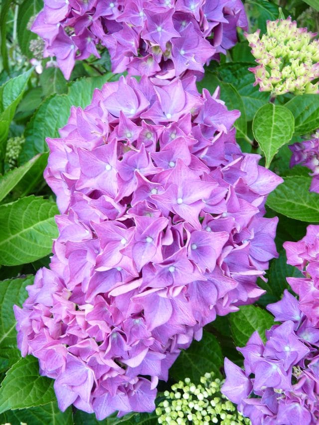 Sibilla - Hydrangea macrophylla (Fleurs rondes) – Image 2