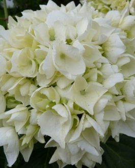 Soeur Thérèse - Hydrangea macrophylla (Fleurs rondes)
