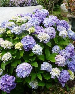 Souvenir de Mme Chautard - Hydrangea macrophylla (Fleurs rondes)