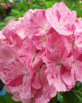 Sweet fantaisy - Hydrangea macrophylla (Fleurs rondes)
