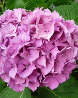 Val du Loir - Hydrangea macrophylla (Fleurs rondes)