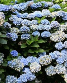 Xian - Hydrangea macrophylla (Fleurs rondes)