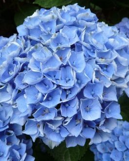 Xian - Hydrangea macrophylla (Fleurs rondes)