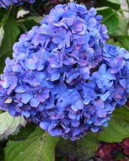 Yola - Hydrangea macrophylla (Fleurs rondes)