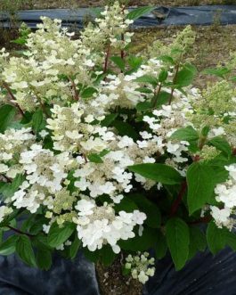 Wim's red - Hydrangea paniculata