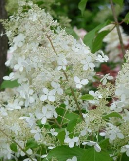 Brussels Lace - Hydrangea paniculata