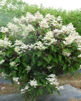Dharuma - Hydrangea paniculata