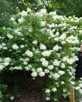 Dolly - Hydrangea paniculata