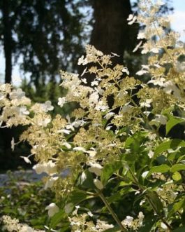 Kyushu - Hydrangea paniculata