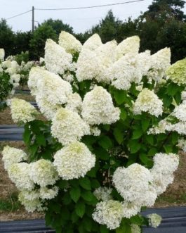 Hydrangea paniculata Limelight