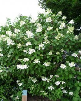 Midlate Summer - Hydrangea paniculata