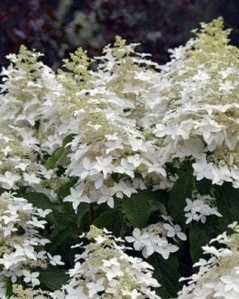 Perle d'Automne - Hydrangea paniculata