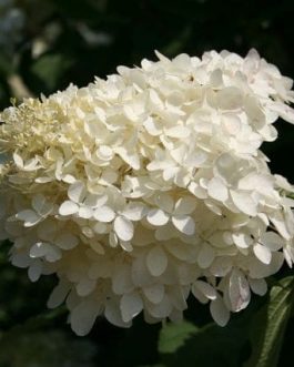 Phantom - Hydrangea paniculata