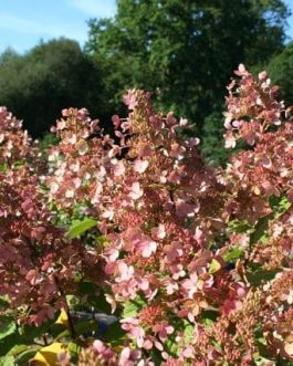 Pink Diamond - Hydrangea paniculata