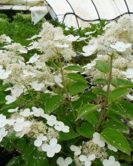 Prim' white - Hydrangea paniculata