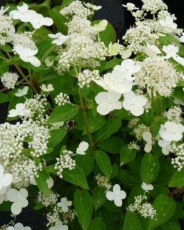Prim' white - Hydrangea paniculata