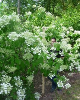 White Moth - Hydrangea paniculata