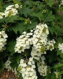 Quercifolia type - Hydrangea quercifolia