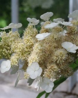 Quercifolia (type) - Hydrangea quercifolia