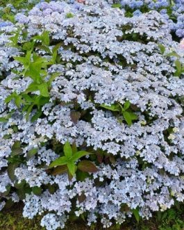 Blue deckle - Hydrangea serrata