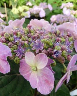 Spreading beauty - Hydrangea serrata