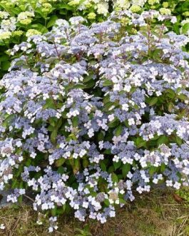 Aigaku - Hydrangea serrata
