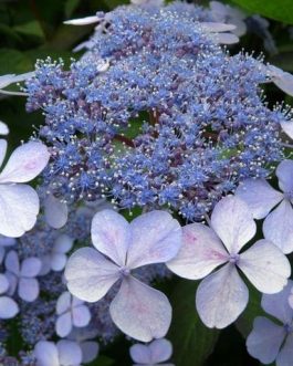 Aigaku - Hydrangea serrata