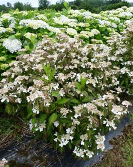 Angustata - Hydrangea serrata