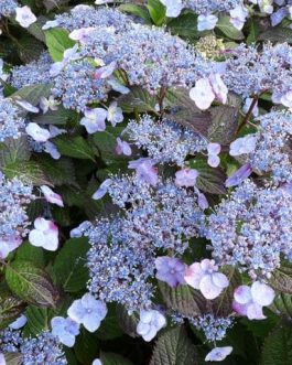 Blue Billow - Hydrangea serrata