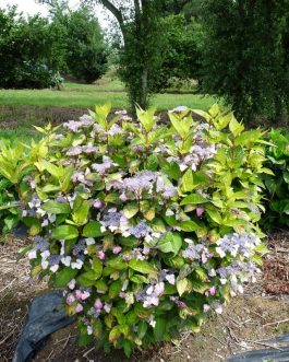 Golden Sunlight - Hydrangea serrata