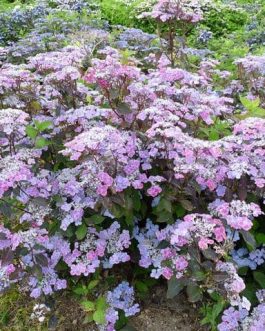 Graciosa - Hydrangea serrata