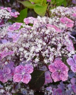 Graciosa - Hydrangea serrata
