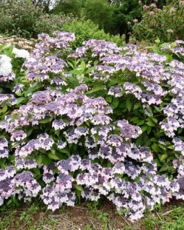 Grayswood - Hydrangea serrata