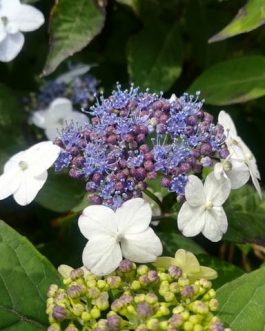Johan - Hydrangea serrata