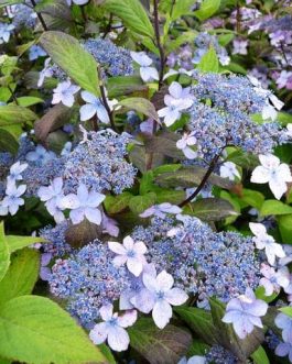 Kuro hime - Hydrangea serrata