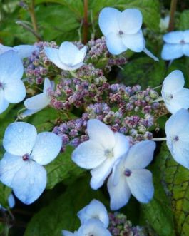 Miranda - Hydrangea serrata
