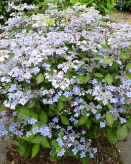 Miyama-yae-murasaki - Hydrangea serrata