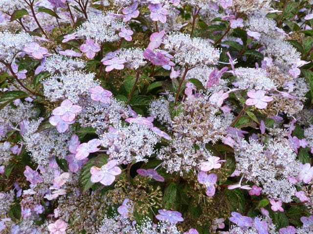 Montaso - Hydrangea serrata – Image 2