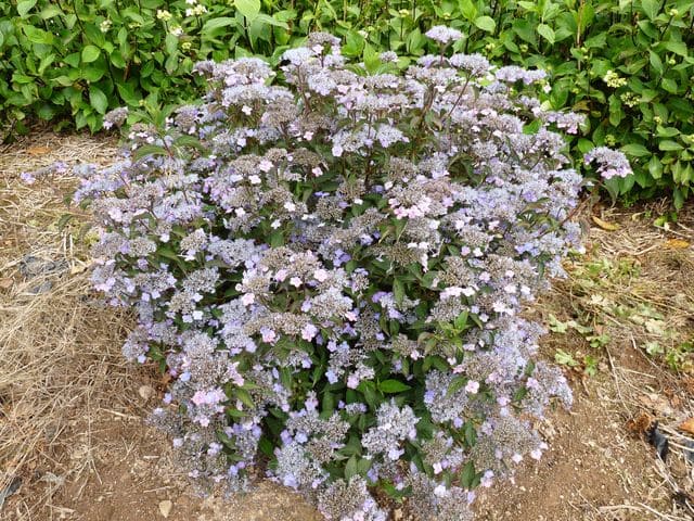 Montaso - Hydrangea serrata