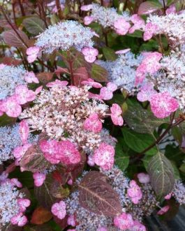 Amacha - Hydrangea serrata
