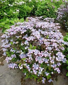 Oamacha - Hydrangea serrata