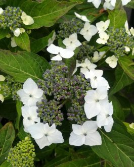 Oddorico - Hydrangea serrata
