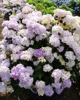 Preziosa - Hydrangea serrata