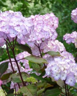Preziosa - Hydrangea serrata