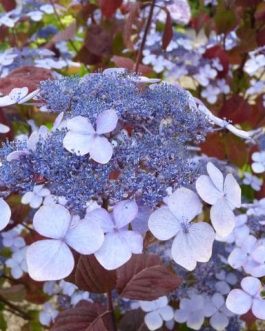 Shojo - Hydrangea serrata