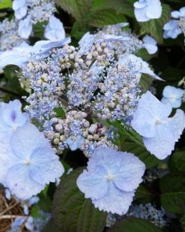Veerle - Hydrangea serrata