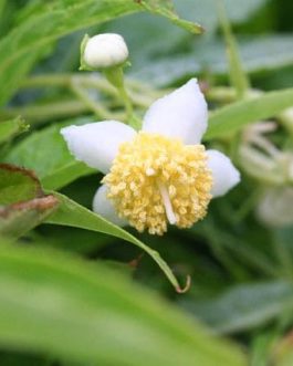 Platycrater Arguta - Autres Hydrangea