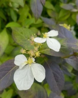 Fragrant Splash - Autres Hydrangea