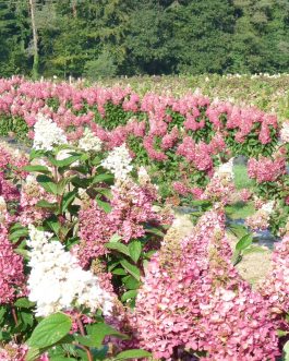 Pinky Winky - Hydrangea paniculata